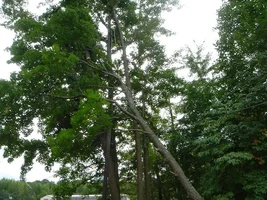 12380-Ft Dix Removals 034a.webp