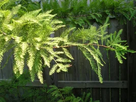 12426-sept 03 trees 007.webp