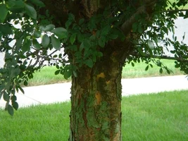 12530-pruning 002a.webp