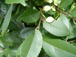 12531-pruning 004a.webp