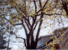 12610-belmarsilver 001.webp