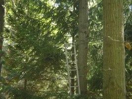 12762-trees 011b.webp