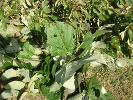 12888-trees 3tjpg.webp