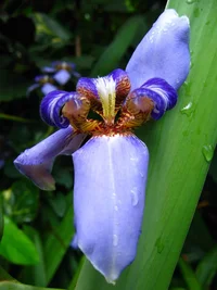 12974-Neomarica caerulea.webp