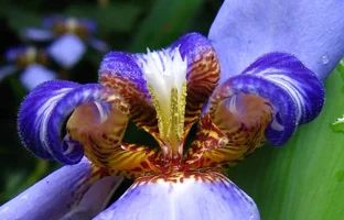 13019-Neomarica cearulea (small).webp