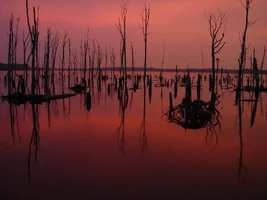 13028-trees 020.webp