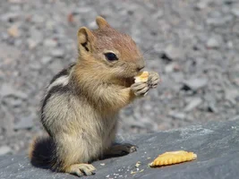 13175-Chipmunk 2.webp