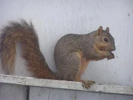 13180-real squirrel.webp