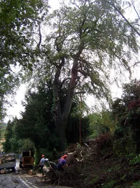 13186-100 resize.webp