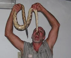 13202-chow down.webp