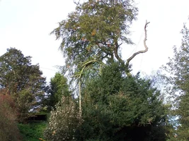 13275-100_0394 new.webp