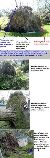 13346-Too much water long and short term.webp