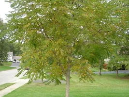 13484-trees 003a.webp