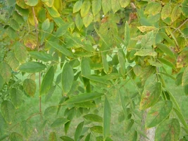 13485-trees 005b.webp