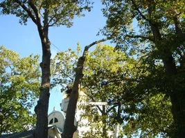 13487-trees 017a.webp