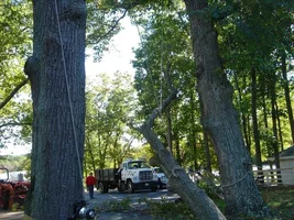 13488-trees 018b.webp