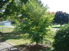 13547-trees 007x.webp