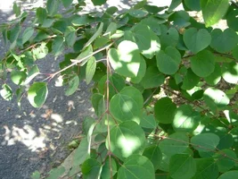 13548-trees 008x.webp