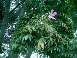 13787-nk.id1.leaves.04.webp