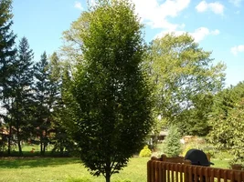 13812-trees 009a.webp