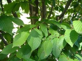 13813-trees 010a.webp