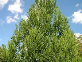 13847-trees 014a.webp