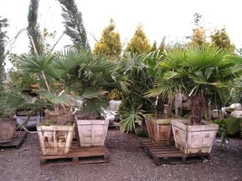 13939-palms feb 19.webp