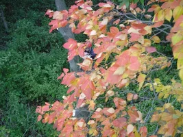 14056-october color.webp