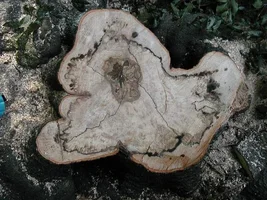 14309-beech -ustulina d.webp