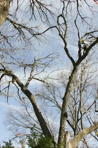 14637-JW8O3908.JPGmiller removal.webp