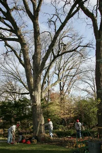 14638-JW8O3920.JPGmiller removal.webp