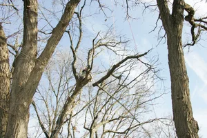 14641-JW8O3944.JPGmiller removal.webp