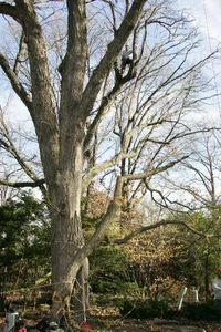 14642-JW8O3949.JPGmiller removal.webp