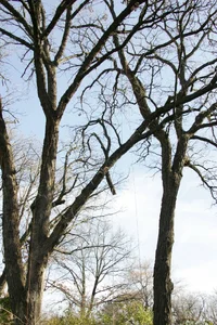 14643-JW8O3951.JPGmiller removal.webp