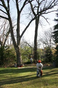 14644-JW8O3971.JPGmiller removal.webp