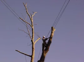 14957-resize1645make cut.webp