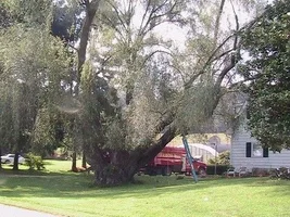 15715-willow overall.webp