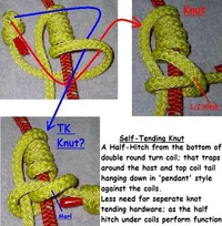 15892-Knut and TK Knut.webp