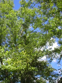 16244-Ezekiel's Garden Photos 032.webp