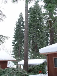 17595-stripped to 80 feet to clear the roof line when felled.webp