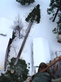 17599-looking down at the felled tree.webp
