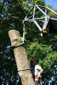 92650-treeremoval026.webp