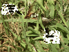 93744-cicadaKillerWkill.gif