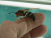 93748-CicadaKillerOnHand.gif