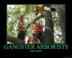 99998-gangsta-arborists.webp