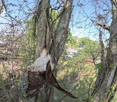 RedTailHawk01edt.webp