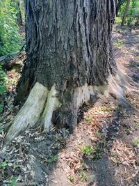 acer-sacc_8030.webp