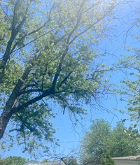 acer-sacc_8027.webp