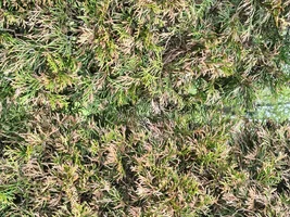 IMG_20260522_154148165_HDR.webp