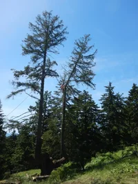 DSCN9790 (Custom).webp